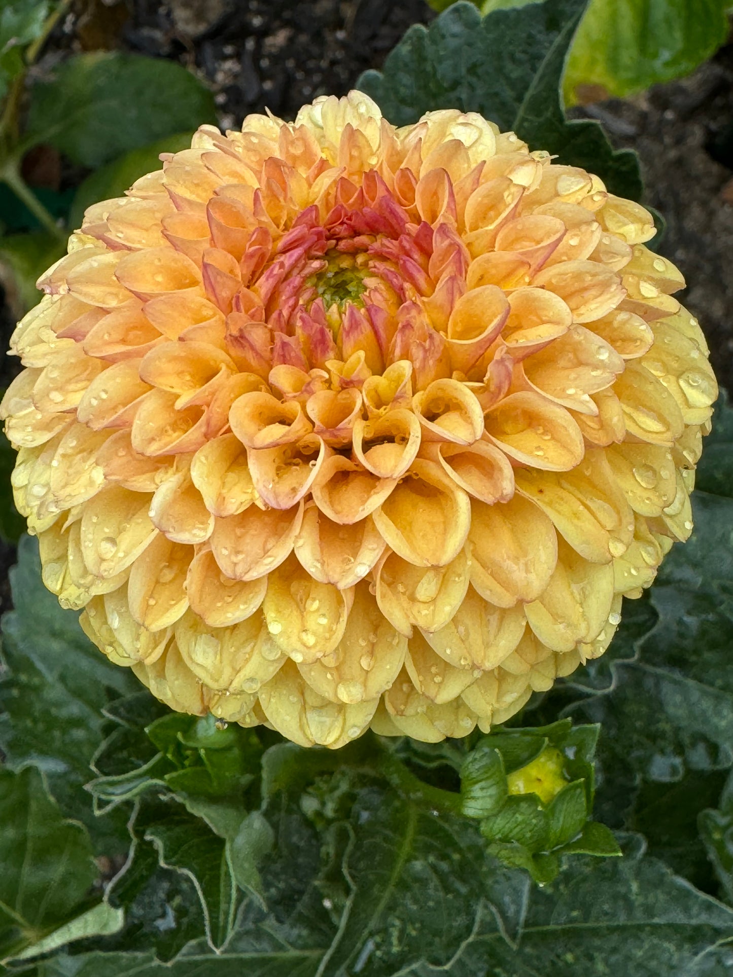 Hollyhill Golden Boy Dahlia