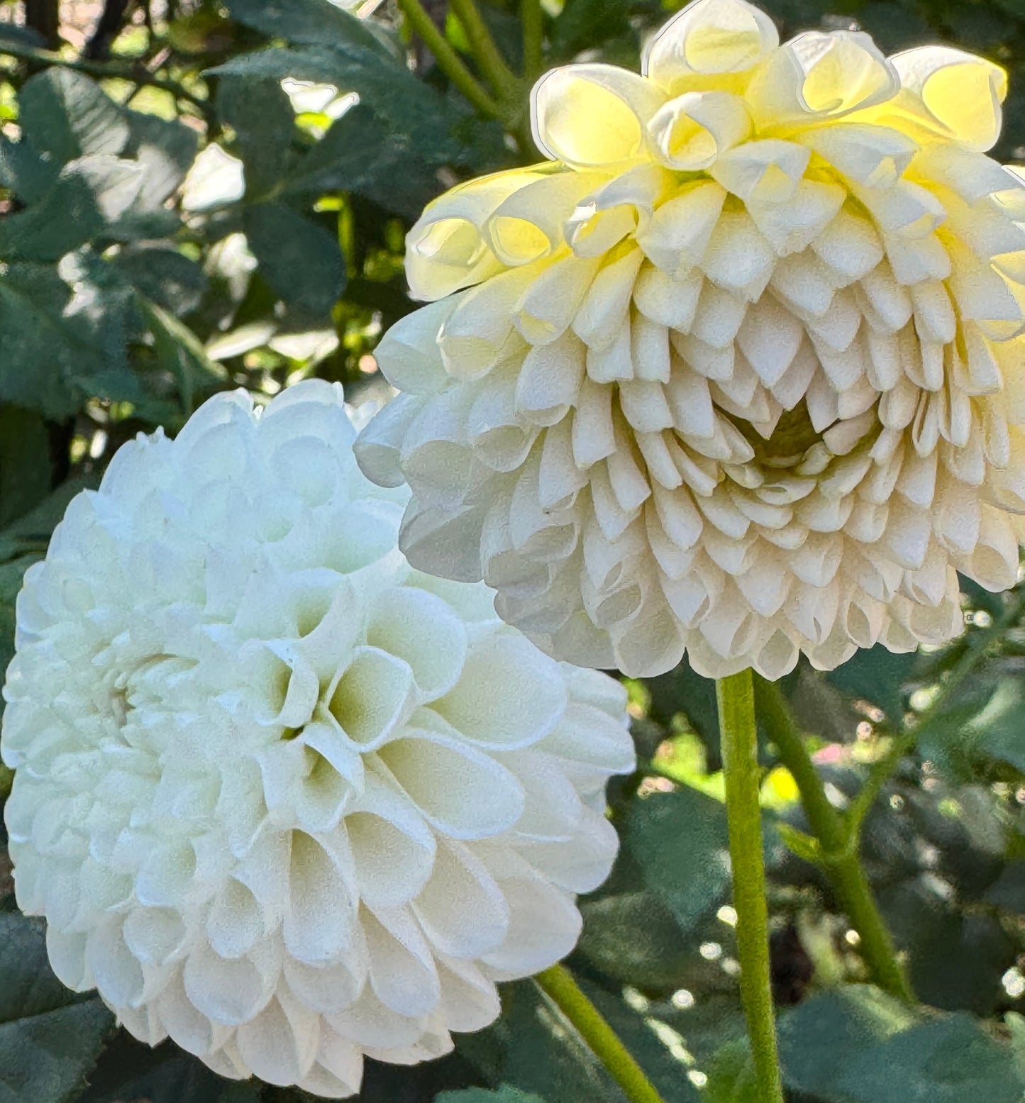 White Opal Dahlia