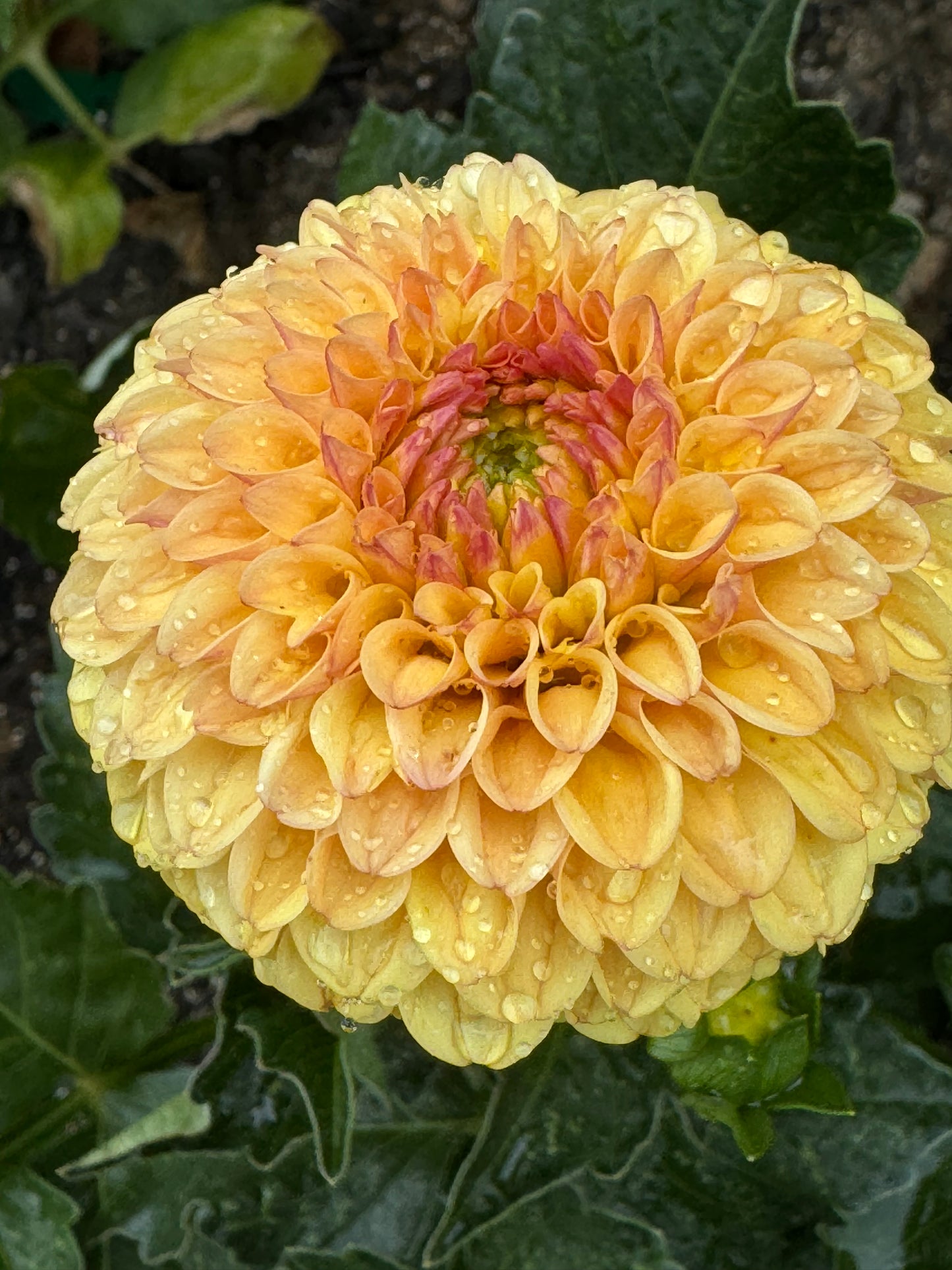 Hollyhill Golden Boy Dahlia