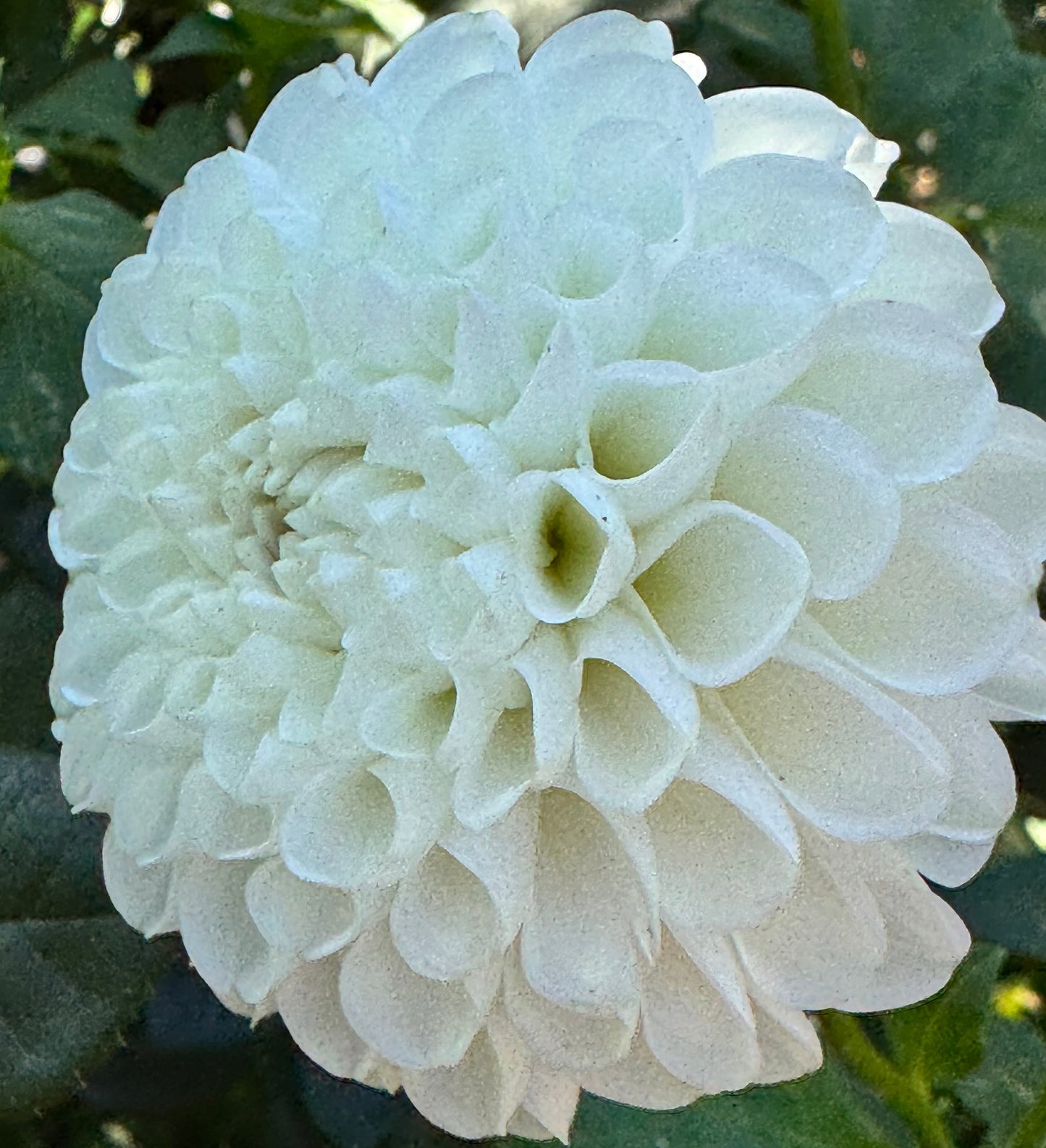 White Opal Dahlia