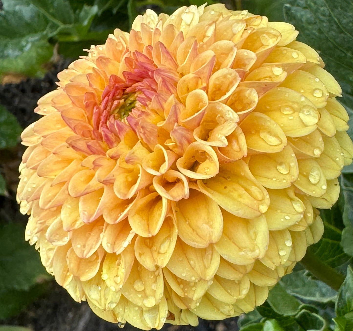 Hollyhill Golden Boy Dahlia