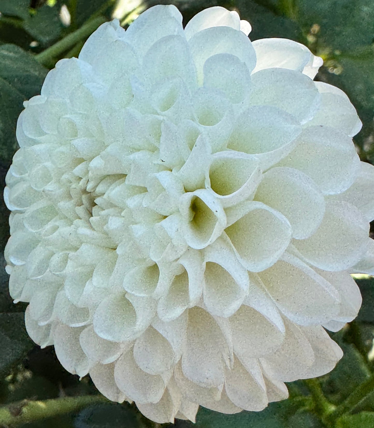White Opal Dahlia