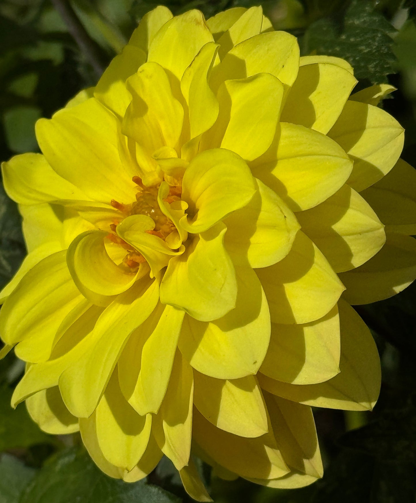 Yellow Beauty Dahlia