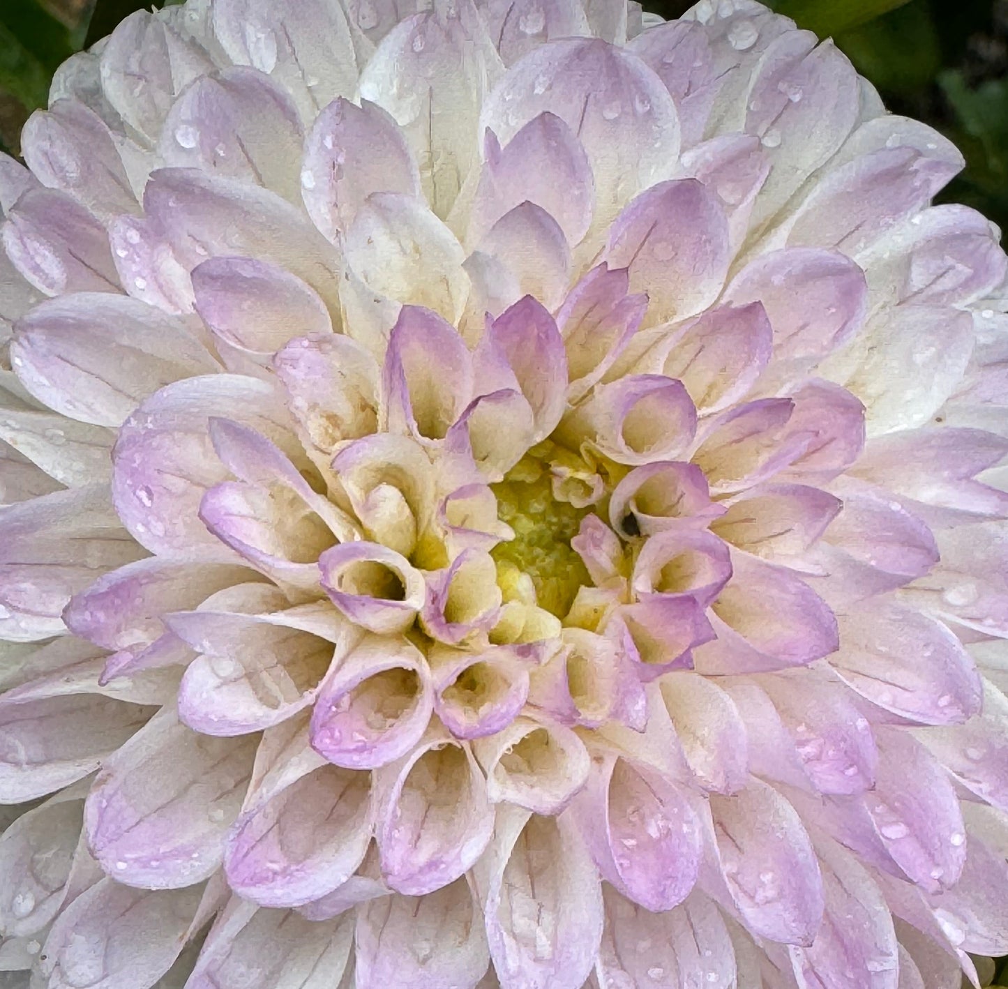 Tahoma Kelli Dahlia