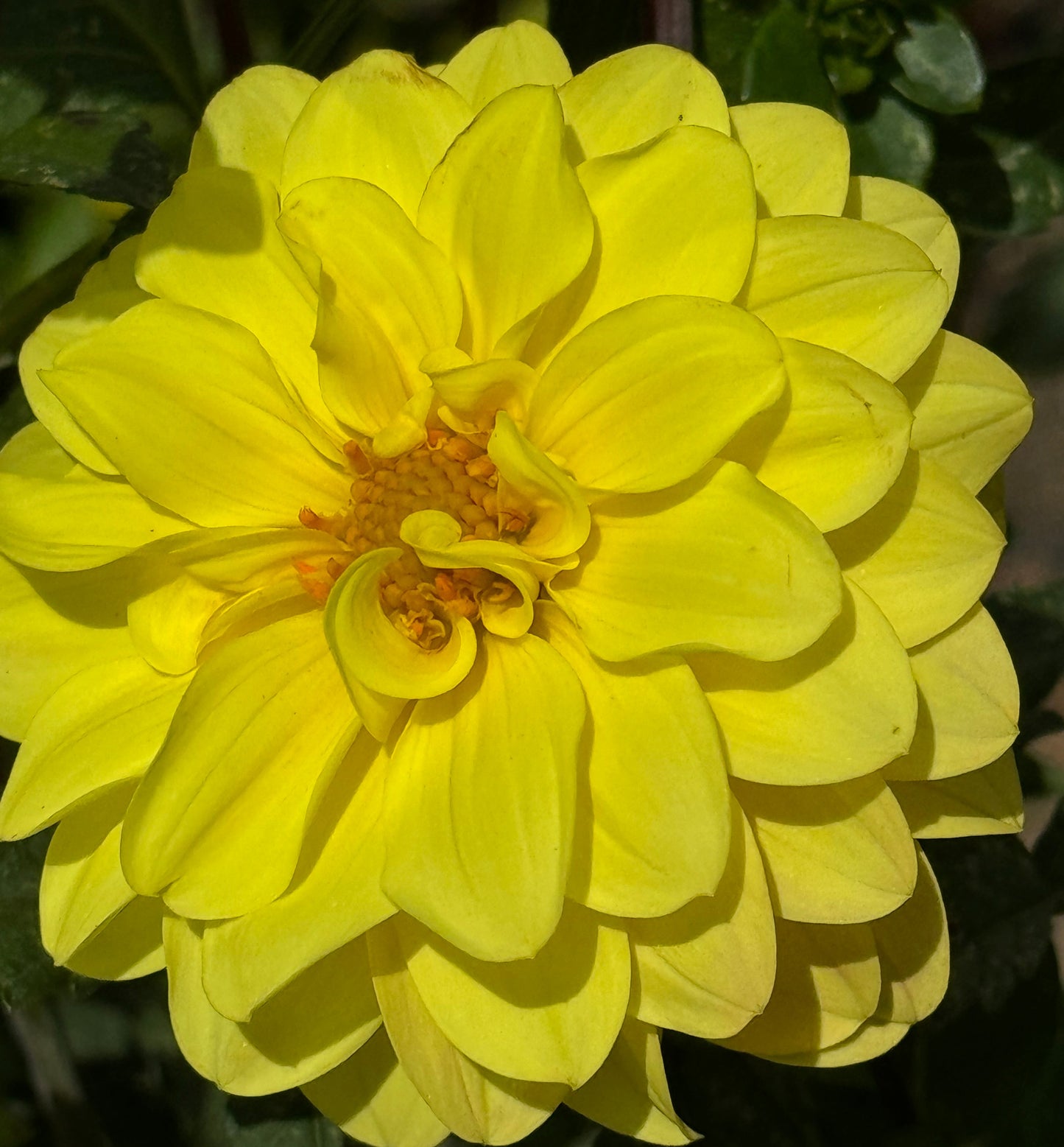 Yellow Beauty Dahlia