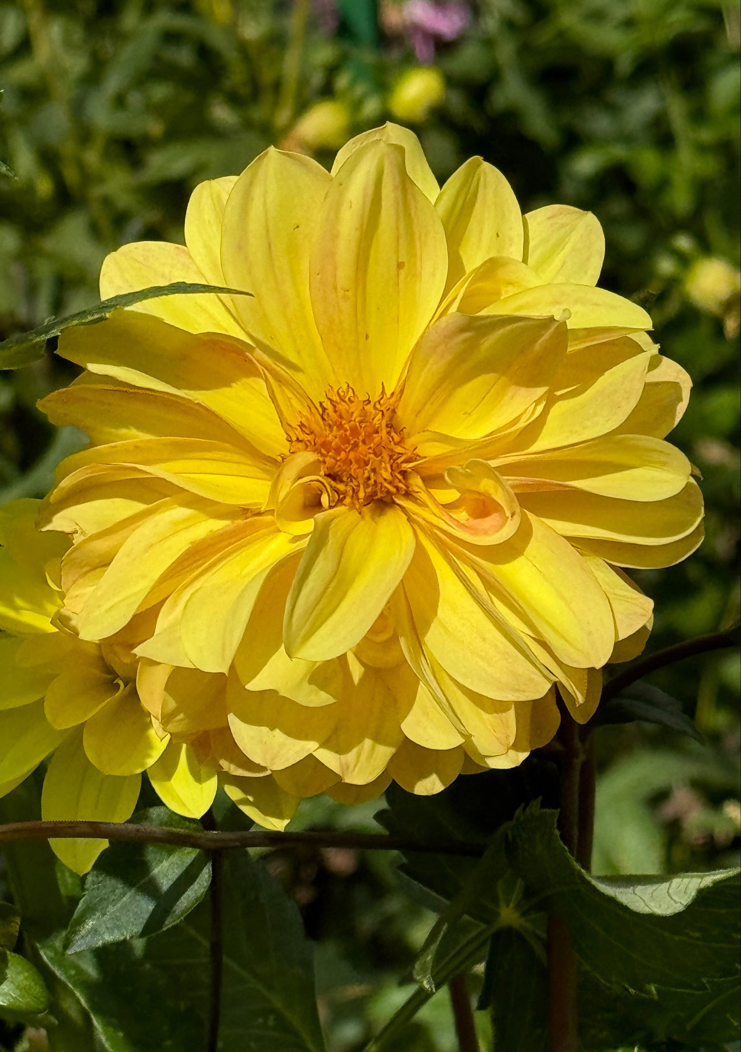 Yellow Beauty Dahlia