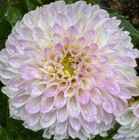 Tahoma Kelli Dahlia