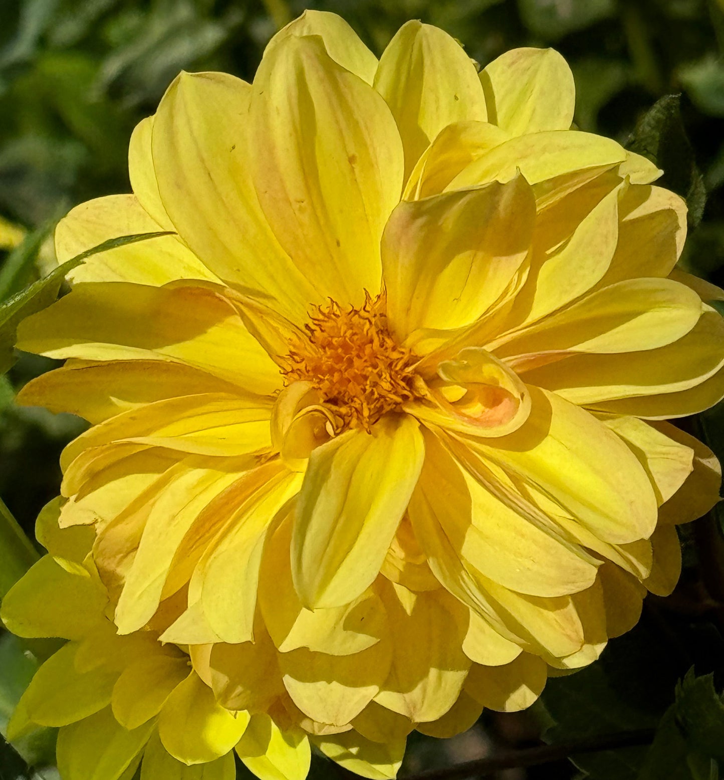 Yellow Beauty Dahlia