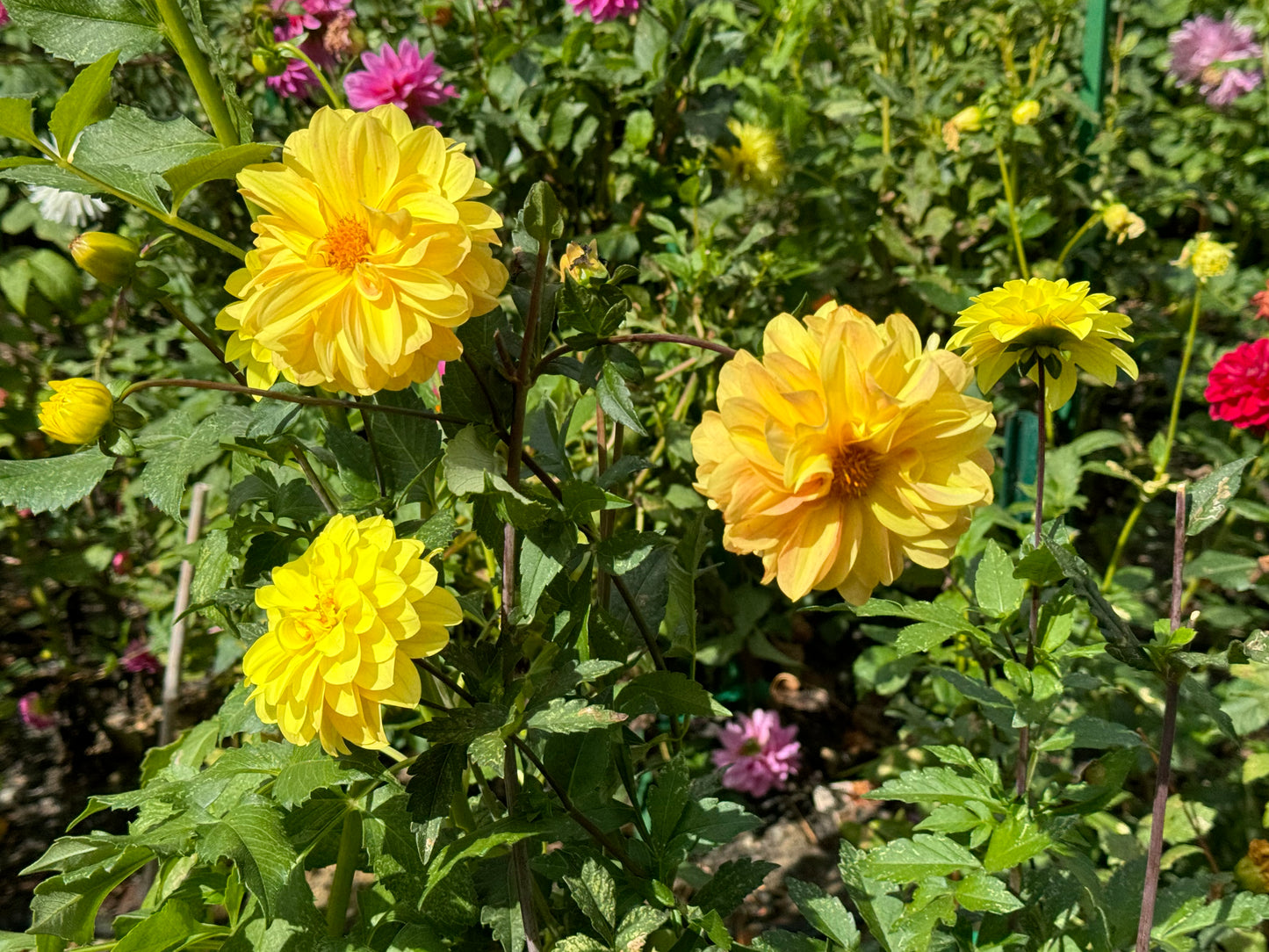 Yellow Beauty Dahlia