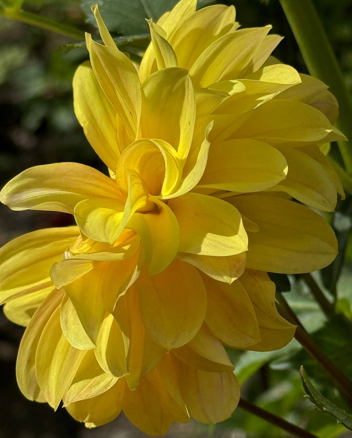 Yellow Beauty Dahlia