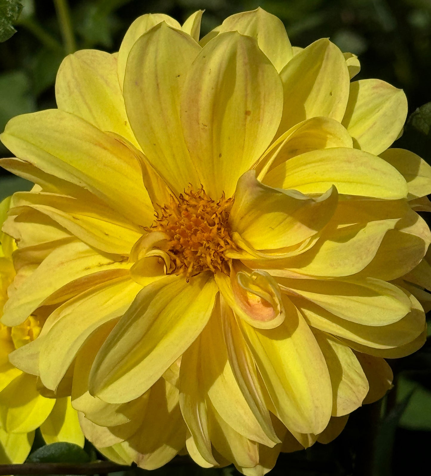 Yellow Beauty Dahlia