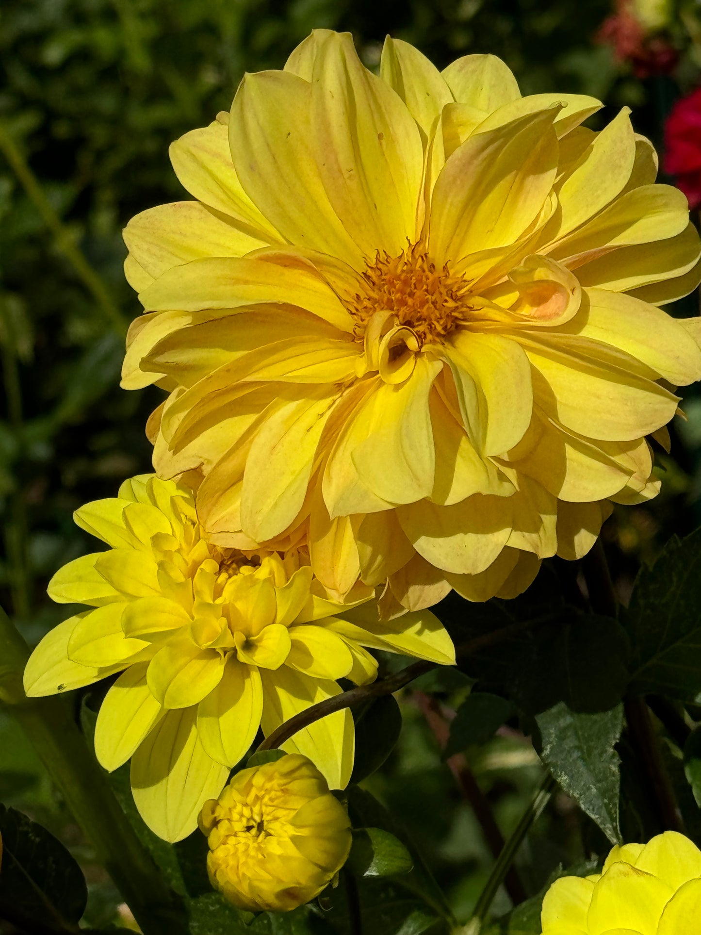 Yellow Beauty Dahlia