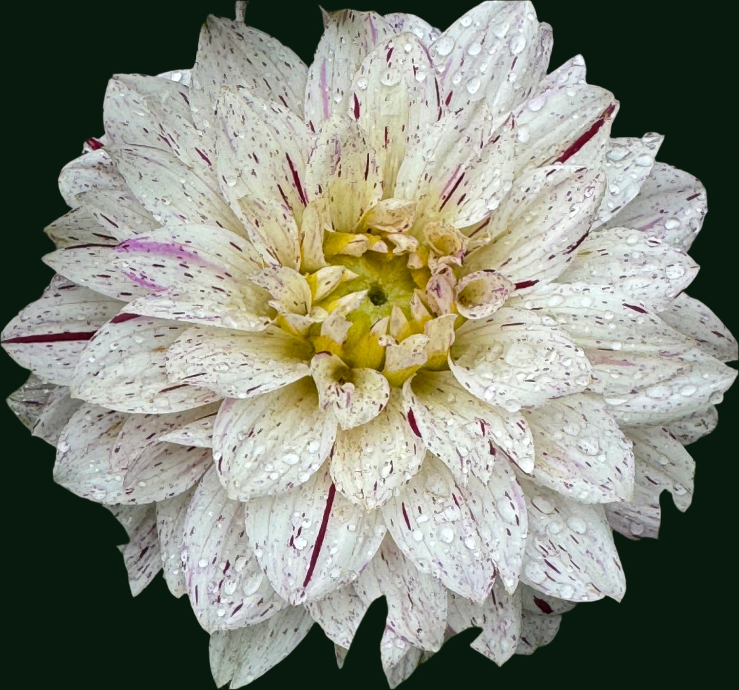 Crimson Snow Dahlia