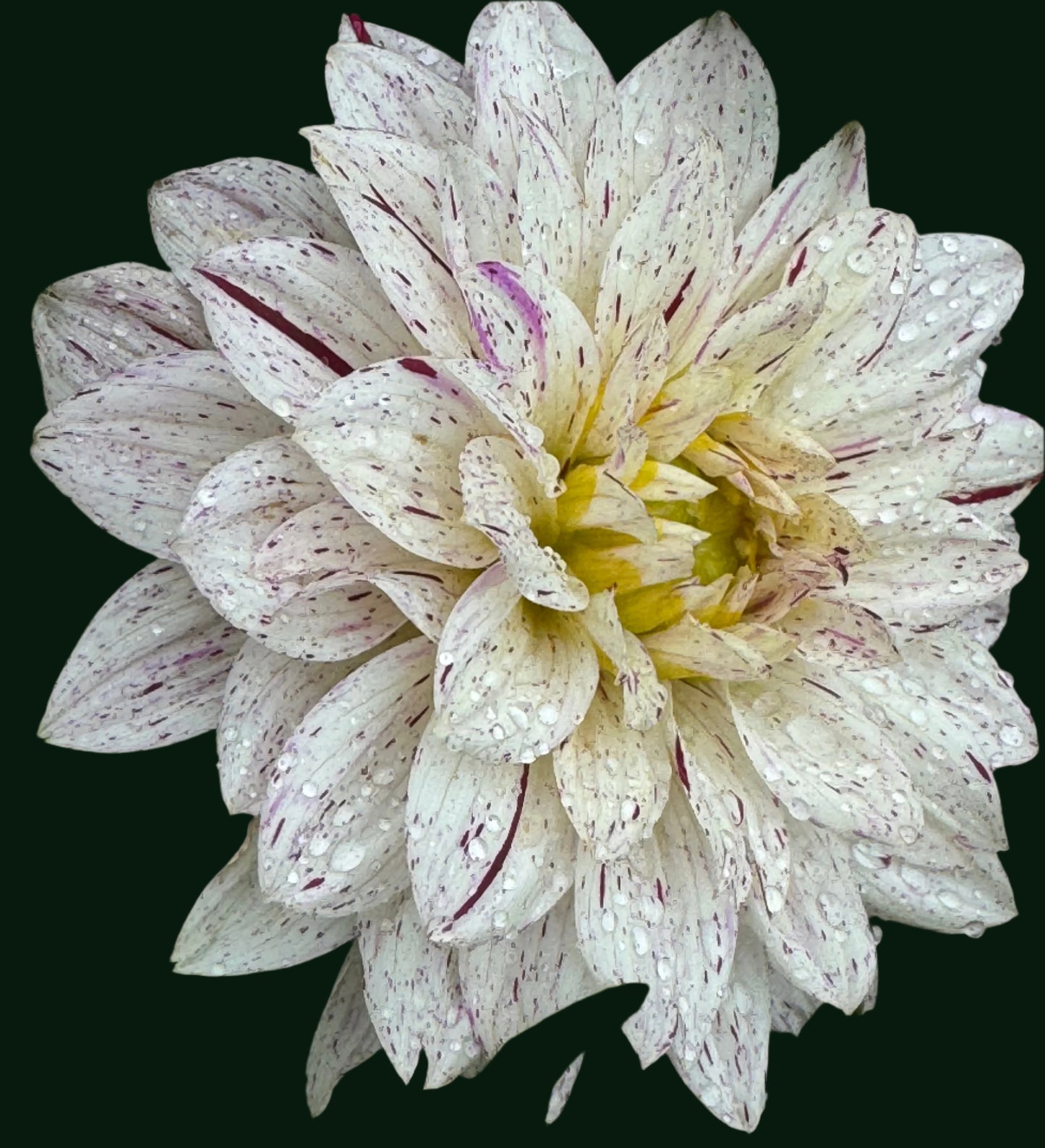 Crimson Snow Dahlia