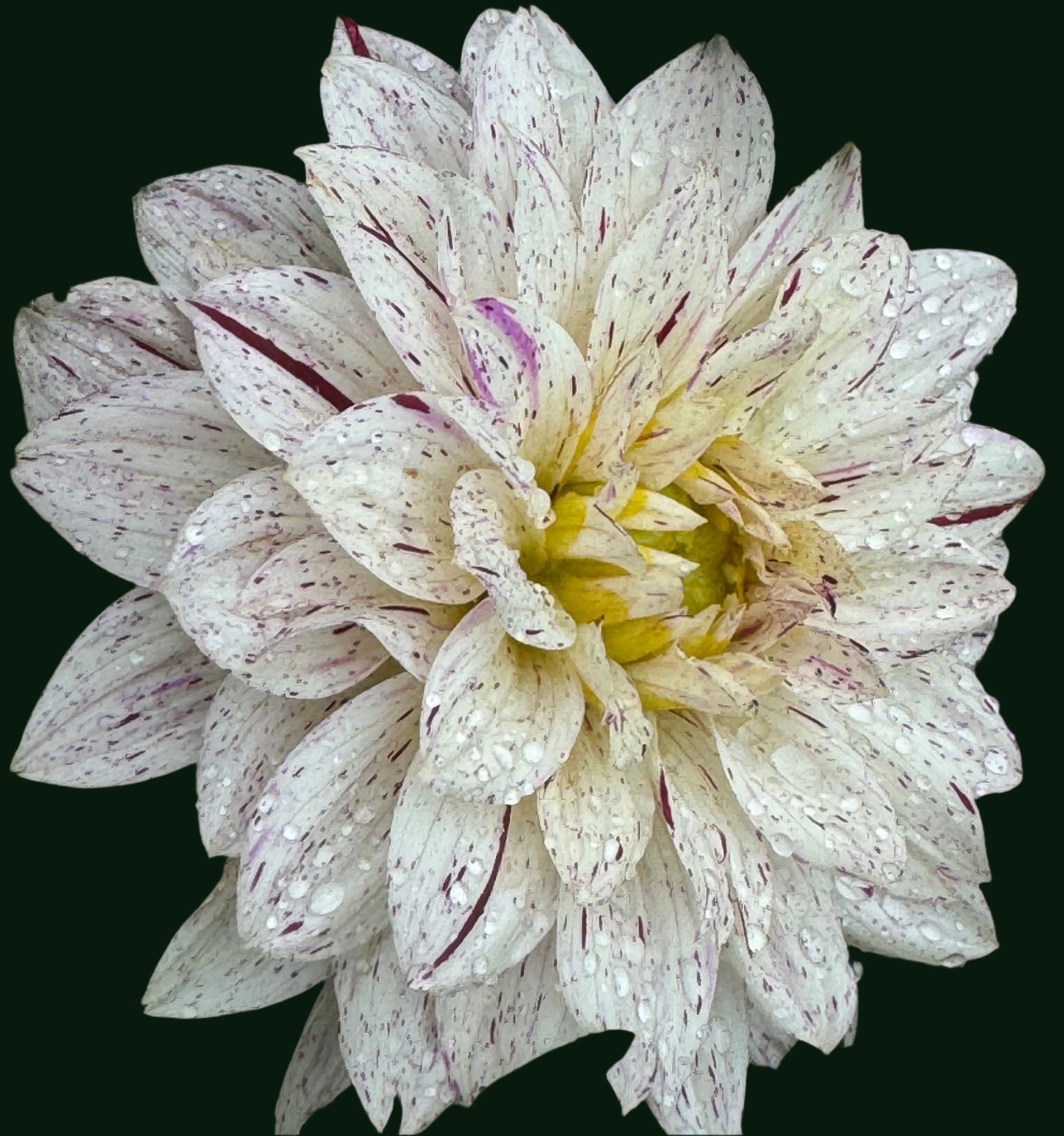 Crimson Snow Dahlia