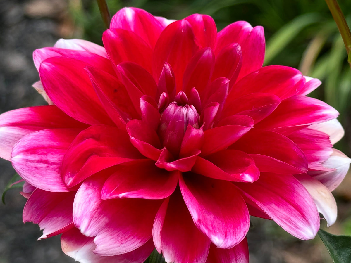 Sweet Anna Dahlia