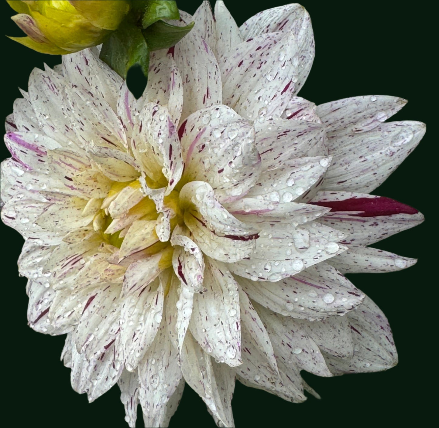 Crimson Snow Dahlia