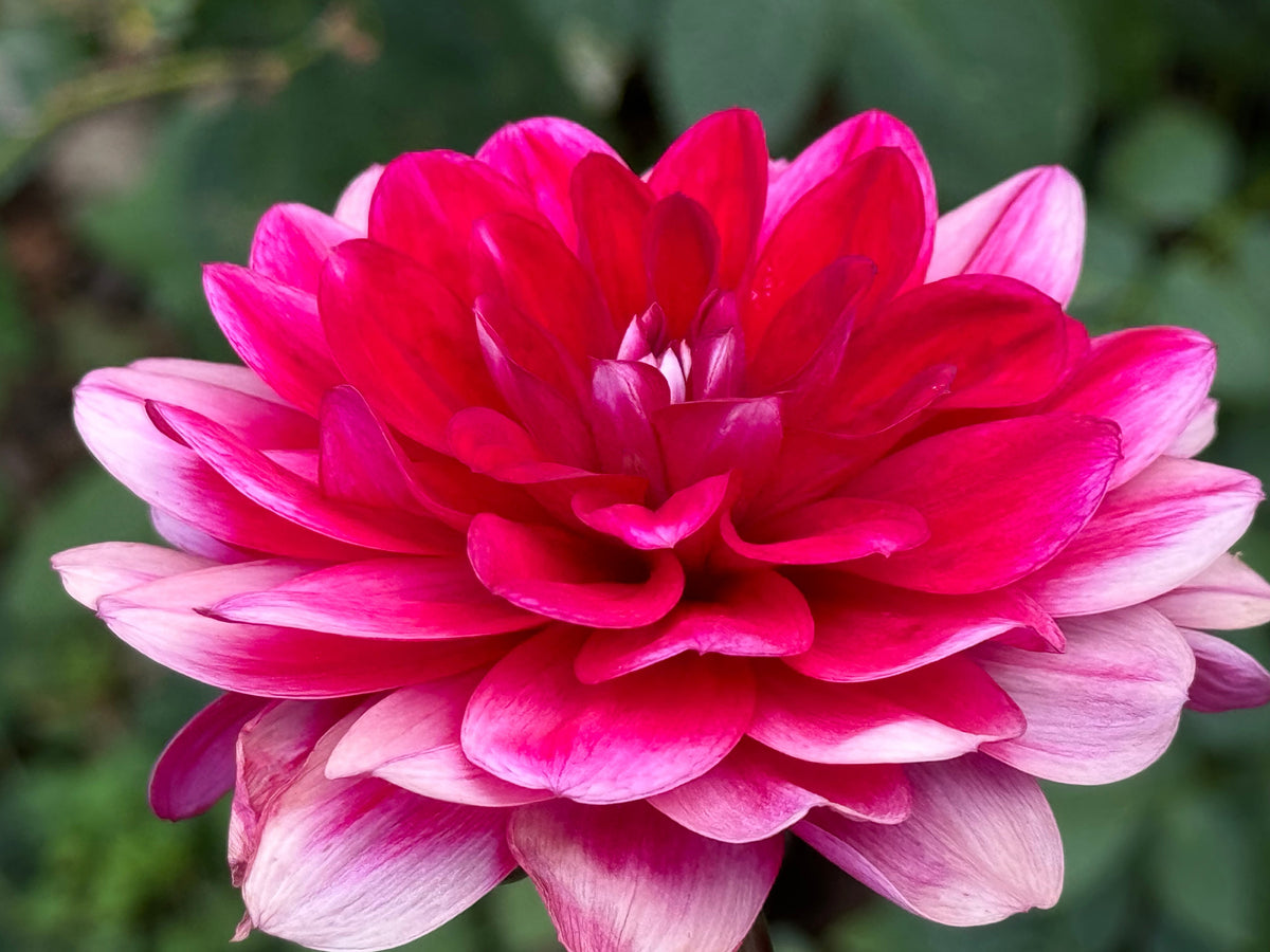 Sweet Anna Dahlia