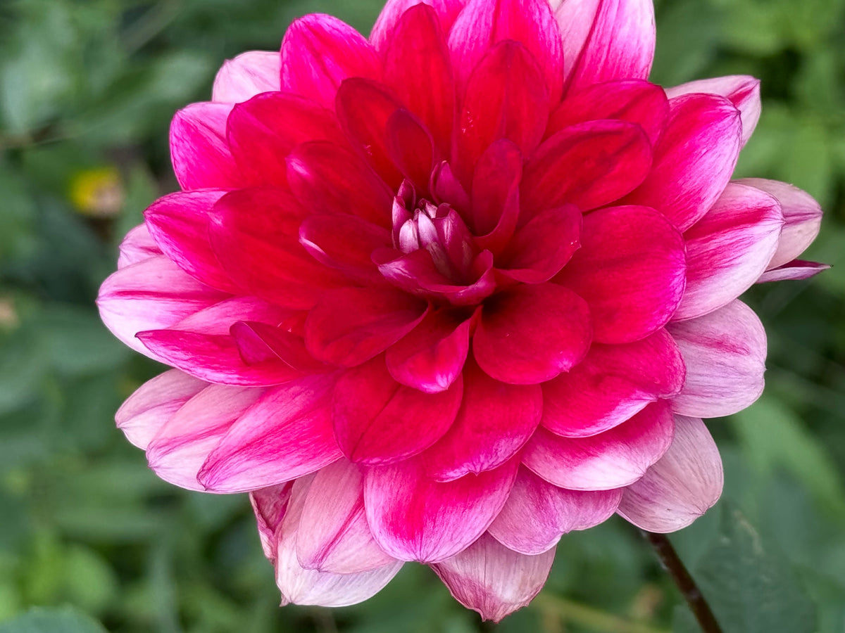 Sweet Anna Dahlia