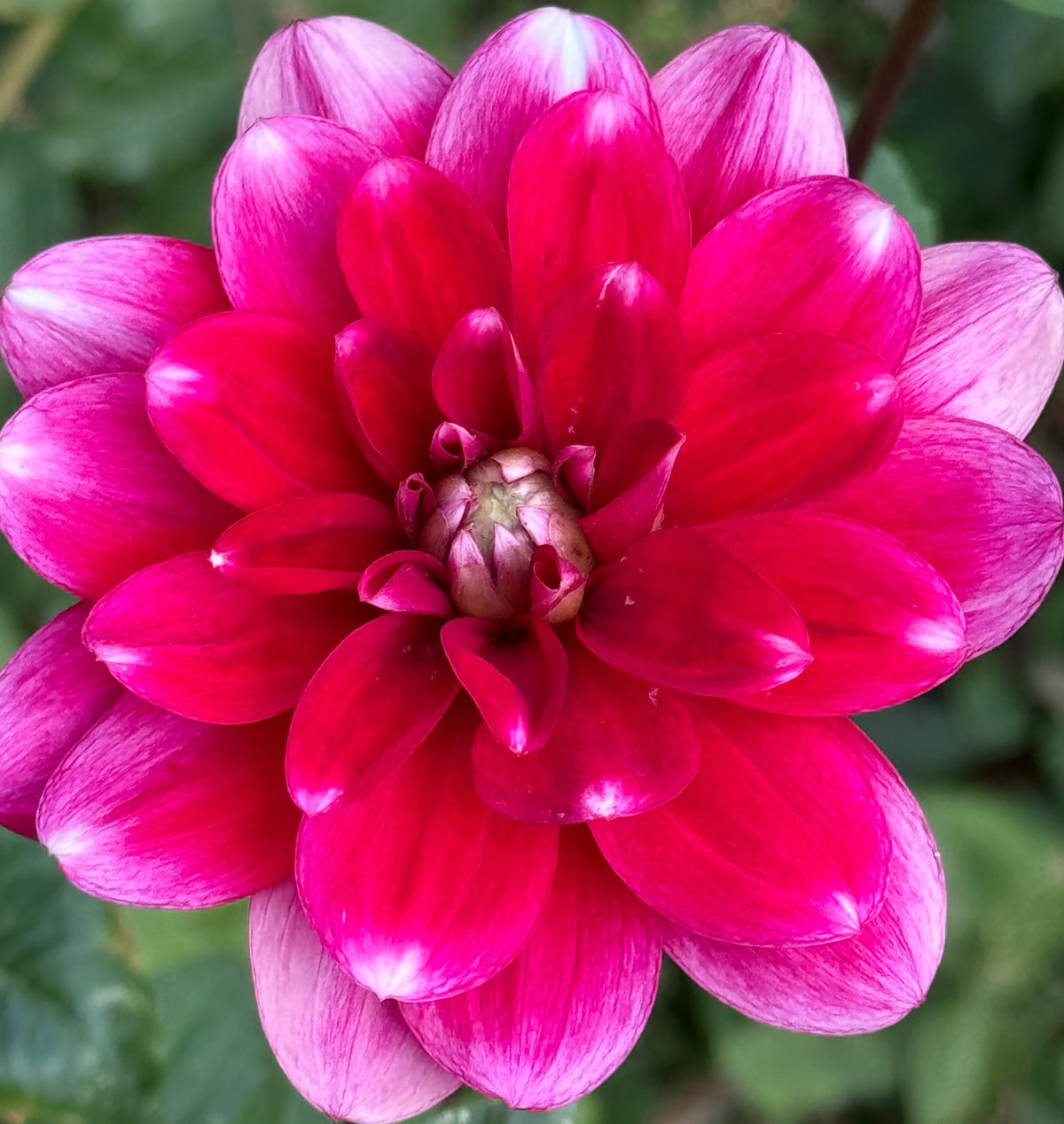Sweet Anna Dahlia