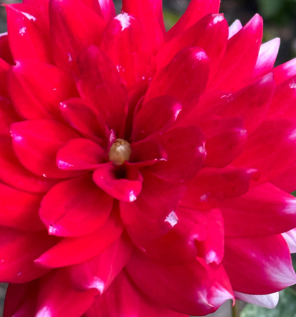Sweet Anna Dahlia