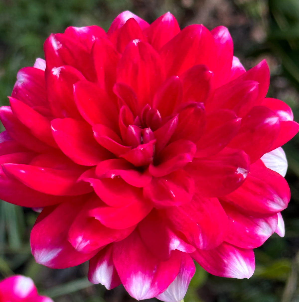 Sweet Anna Dahlia