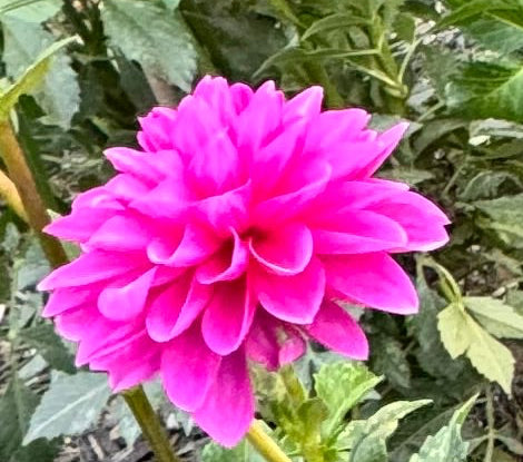 HollyHill Bill M Dahlia