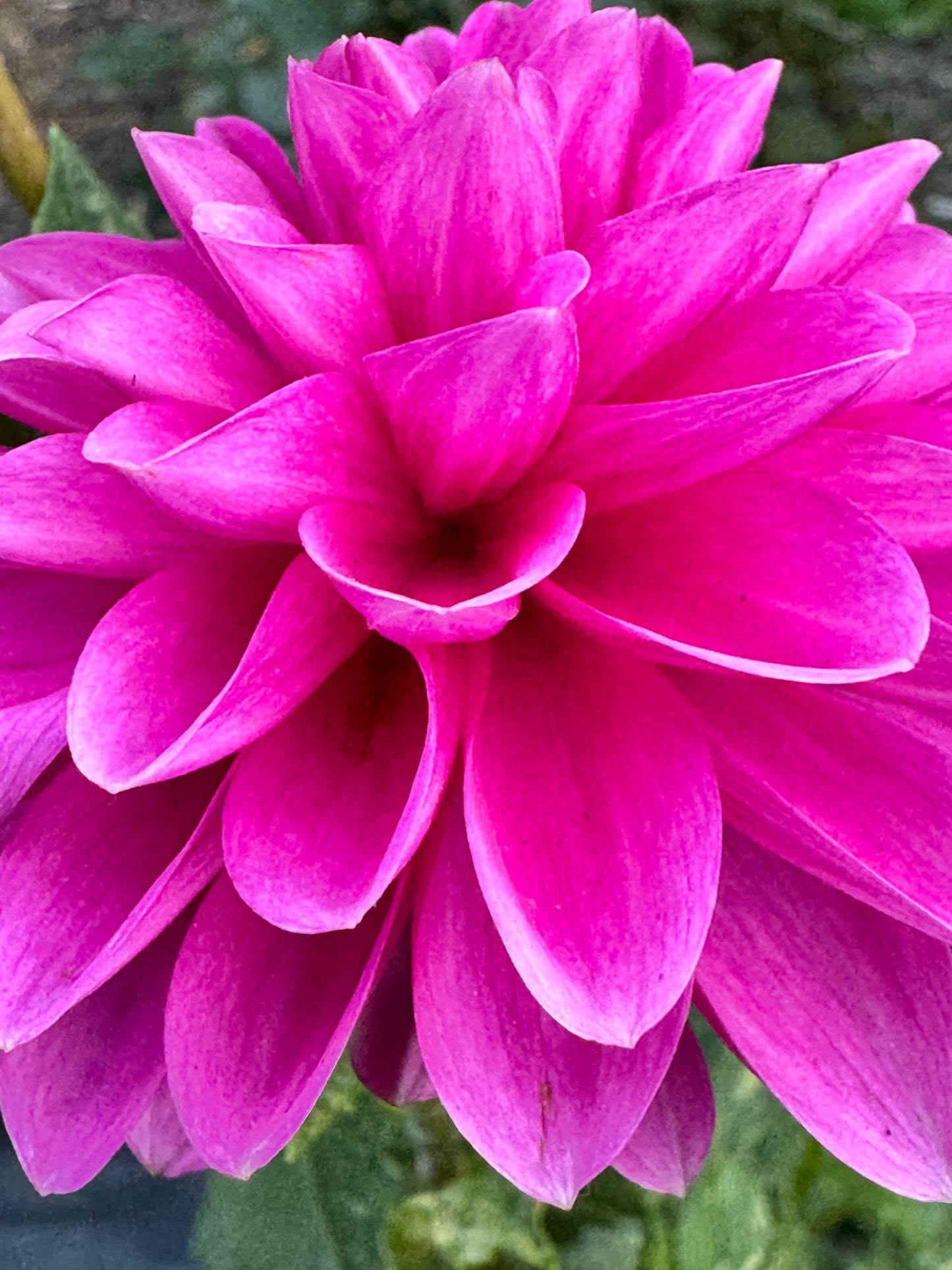 HollyHill Bill M Dahlia
