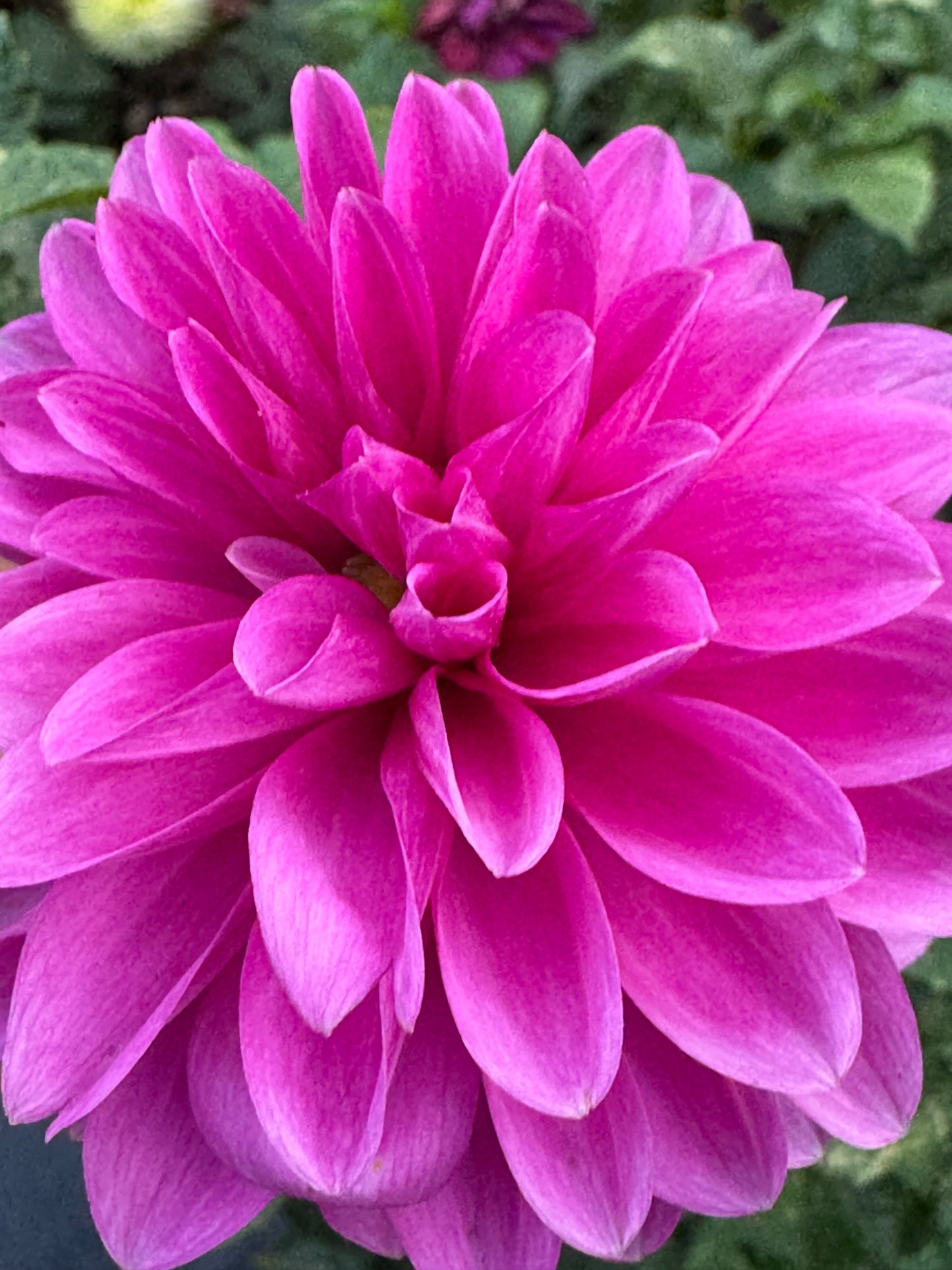 HollyHill Bill M Dahlia