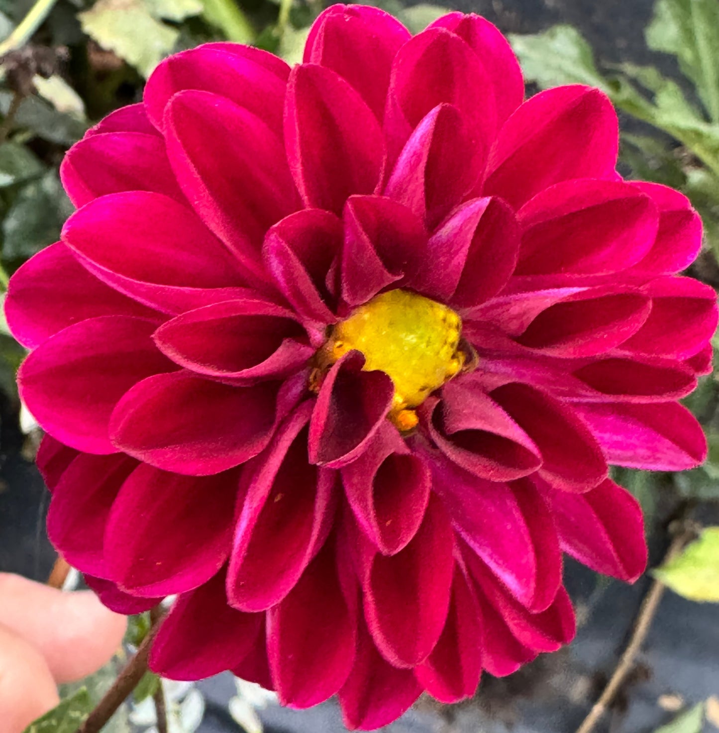 Chi Black Velvet Dahlia