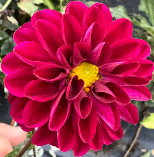 Chi Black Velvet Dahlia