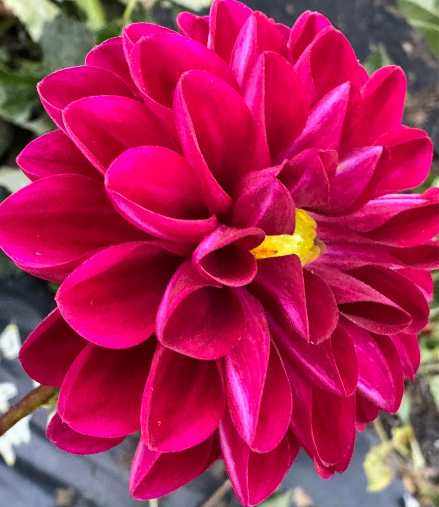 Chi Black Velvet Dahlia
