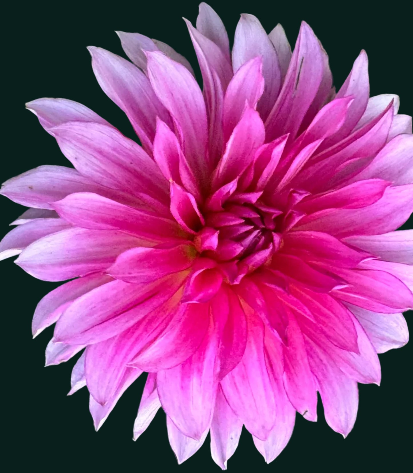 River’s Watermelon Dahlia