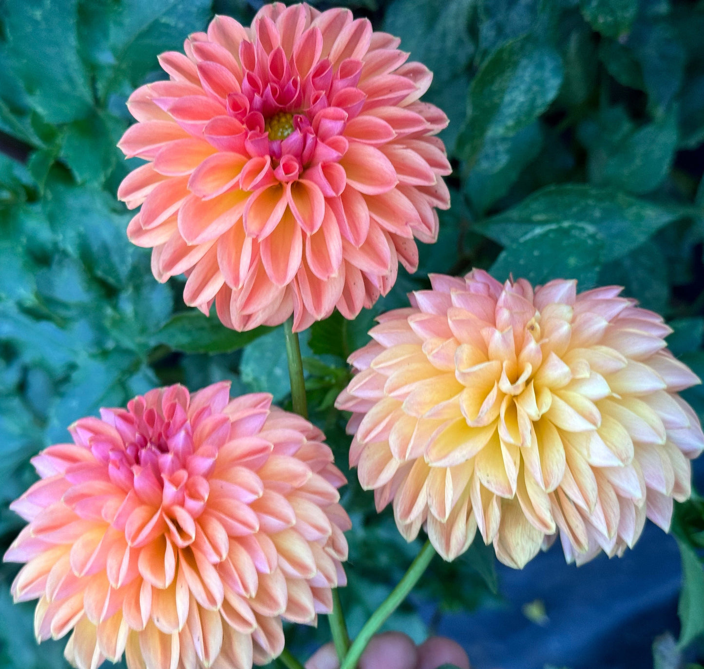 Chimacum Sam Dahlia