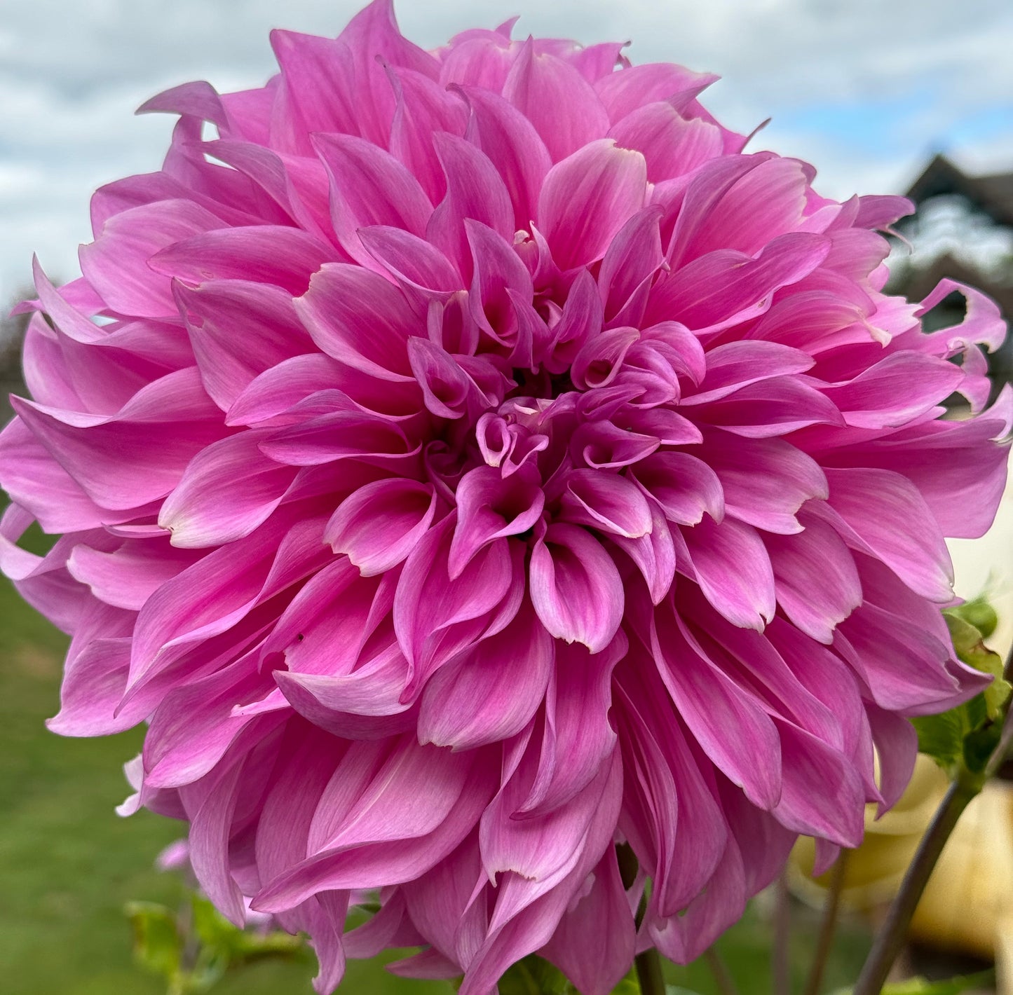 Vassio Meggos Dahlia