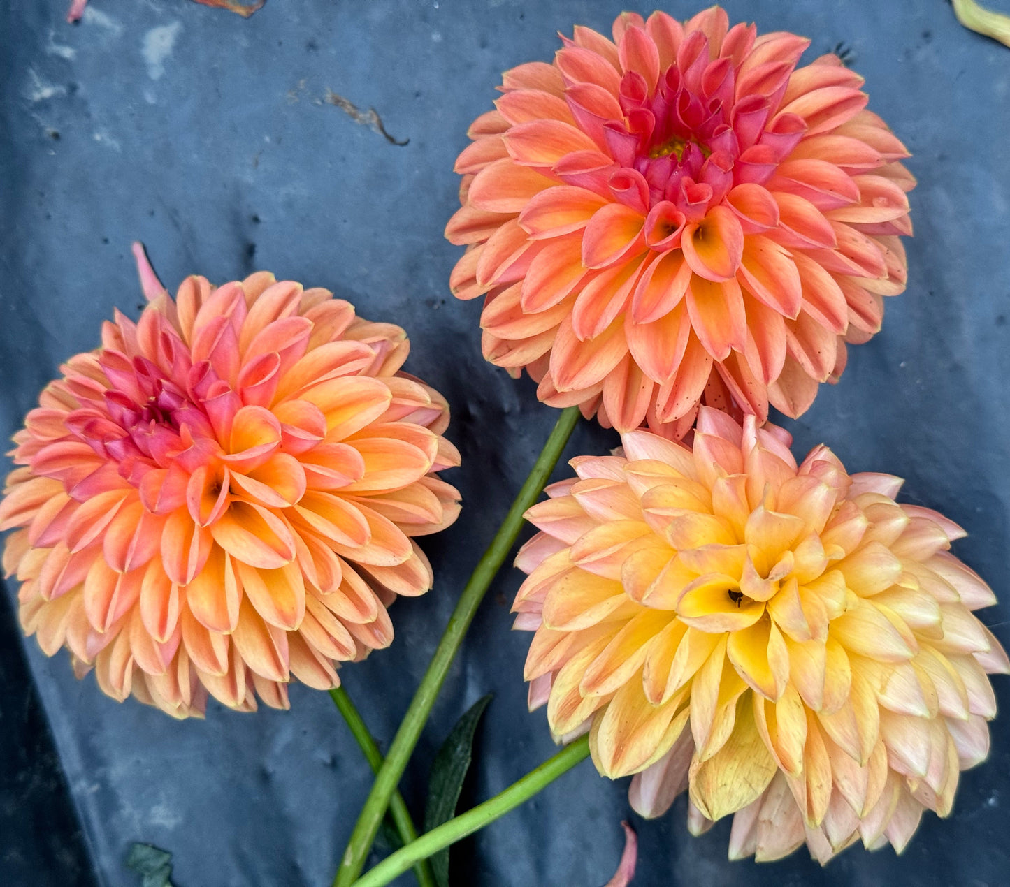 Chimacum Sam Dahlia