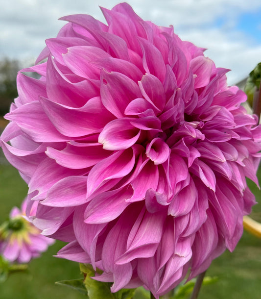 Vassio Meggos Dahlia