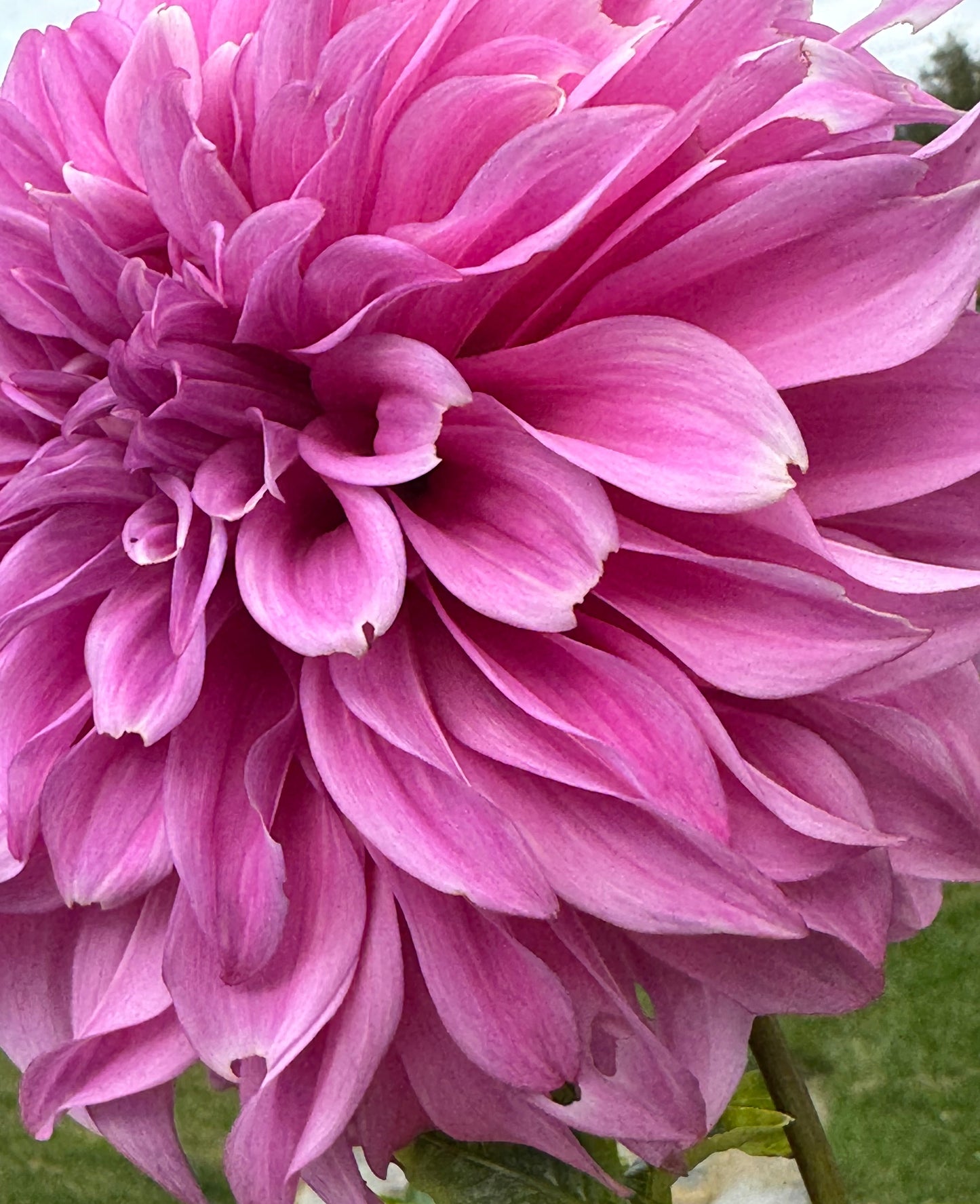 Vassio Meggos Dahlia