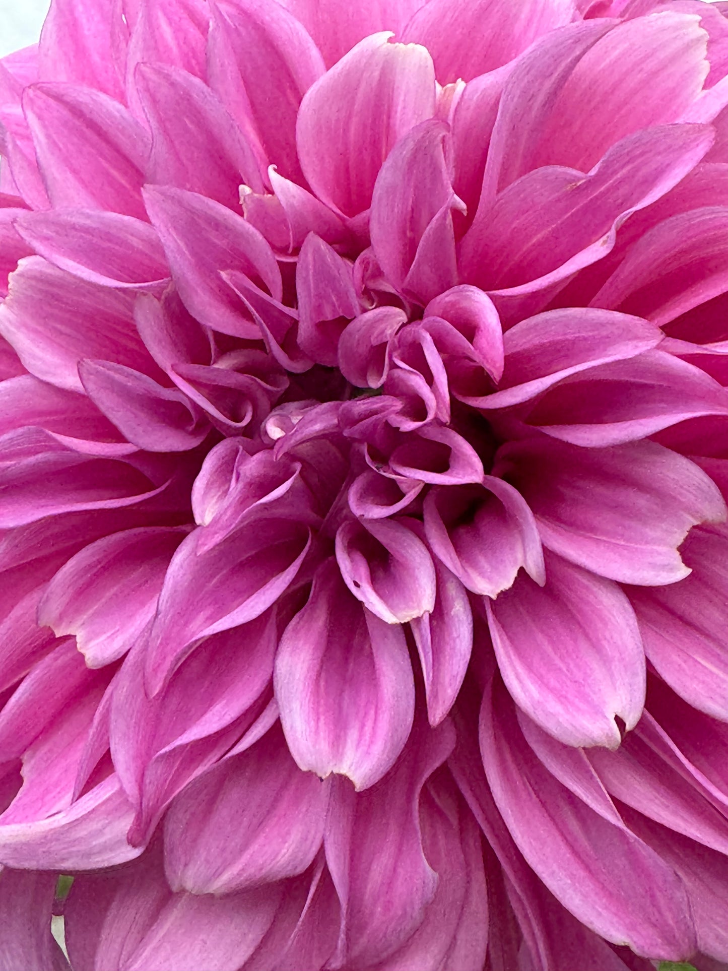 Vassio Meggos Dahlia