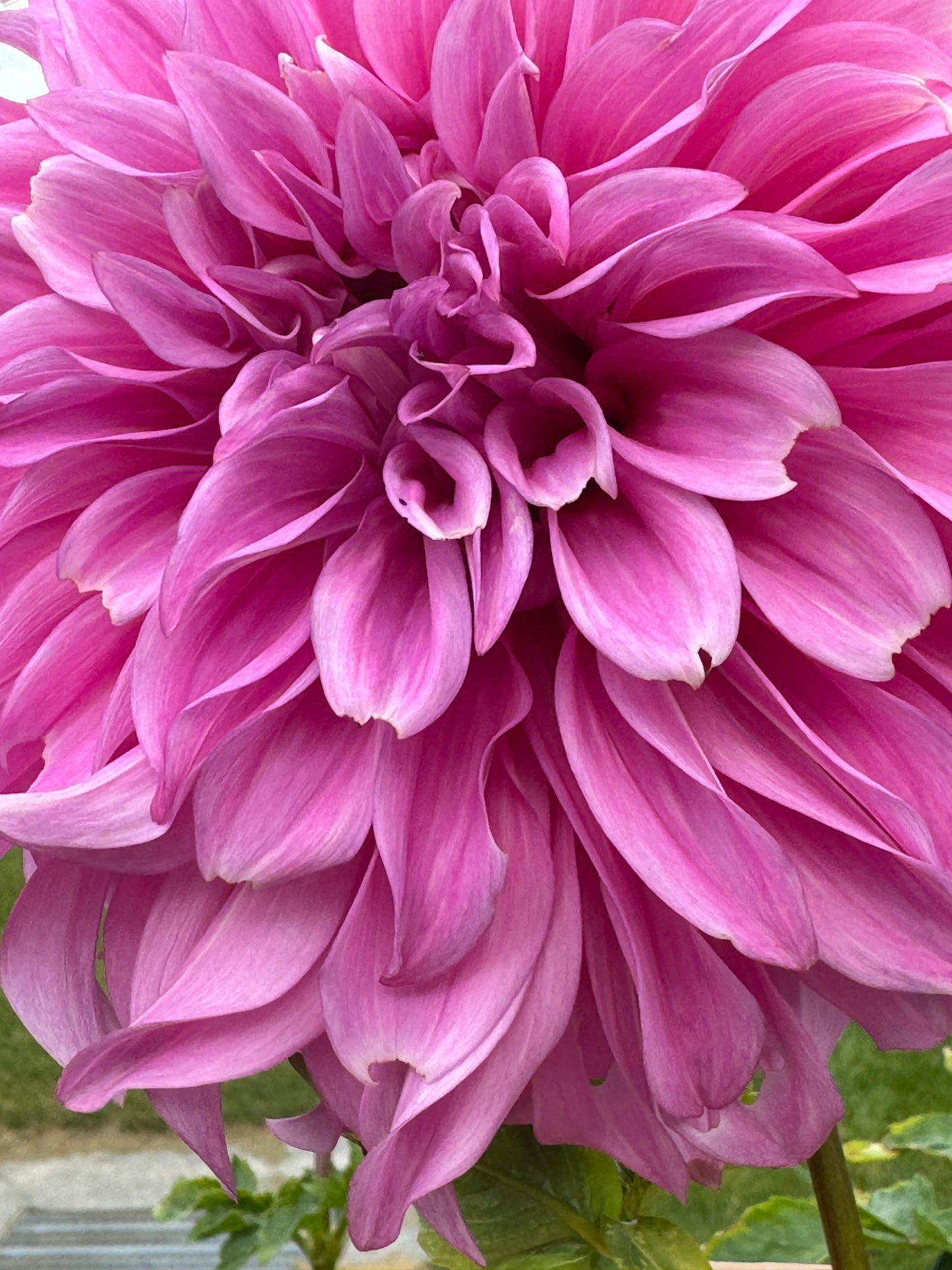 Vassio Meggos Dahlia