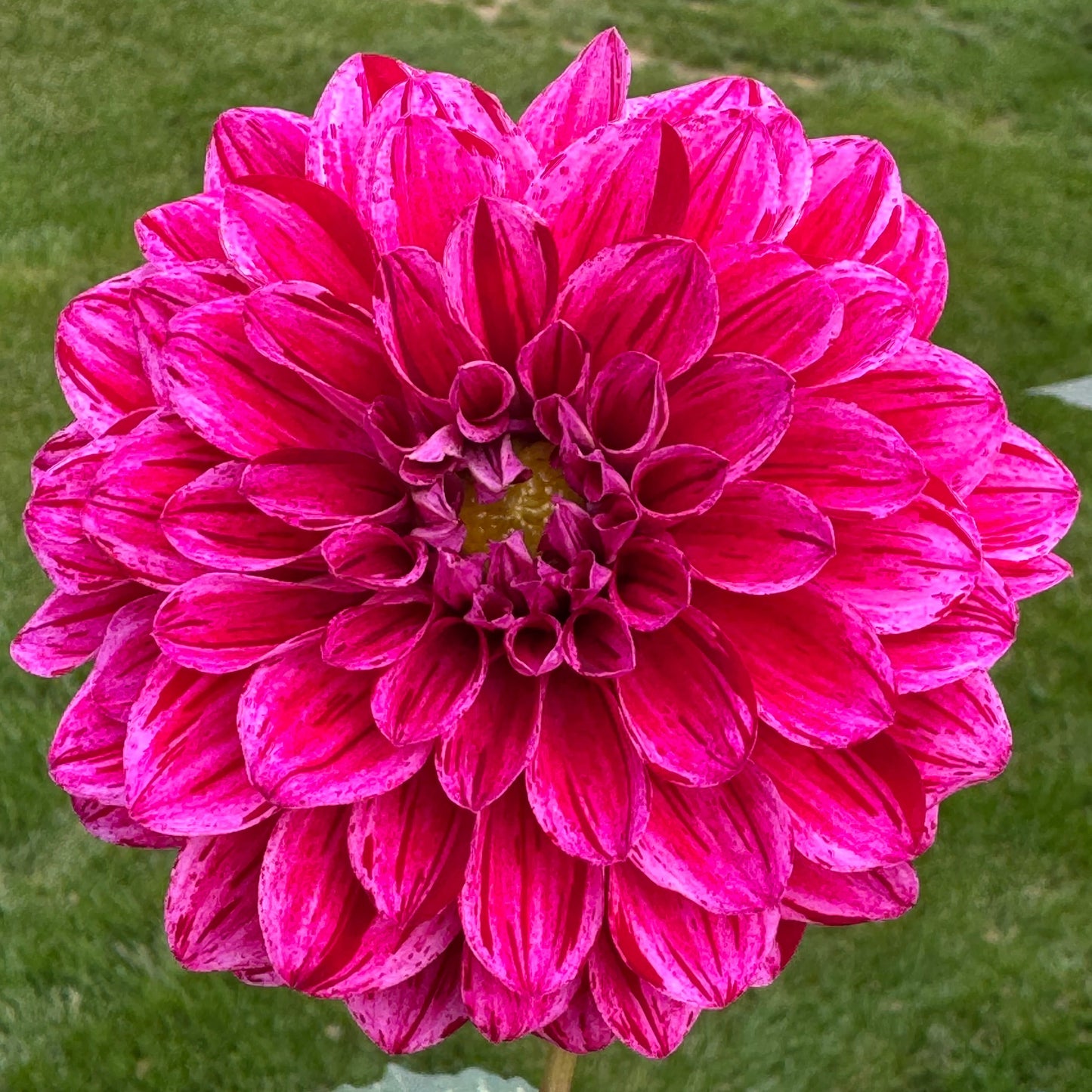 Elks Twitterpation Dahlia