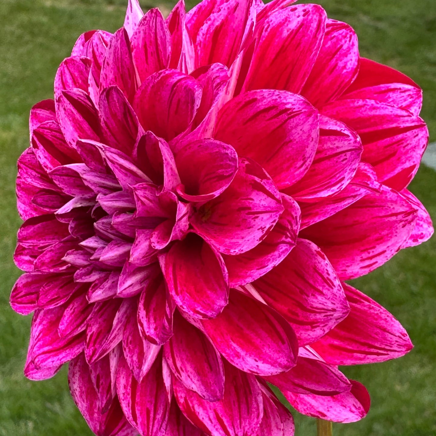 Elks Twitterpation Dahlia