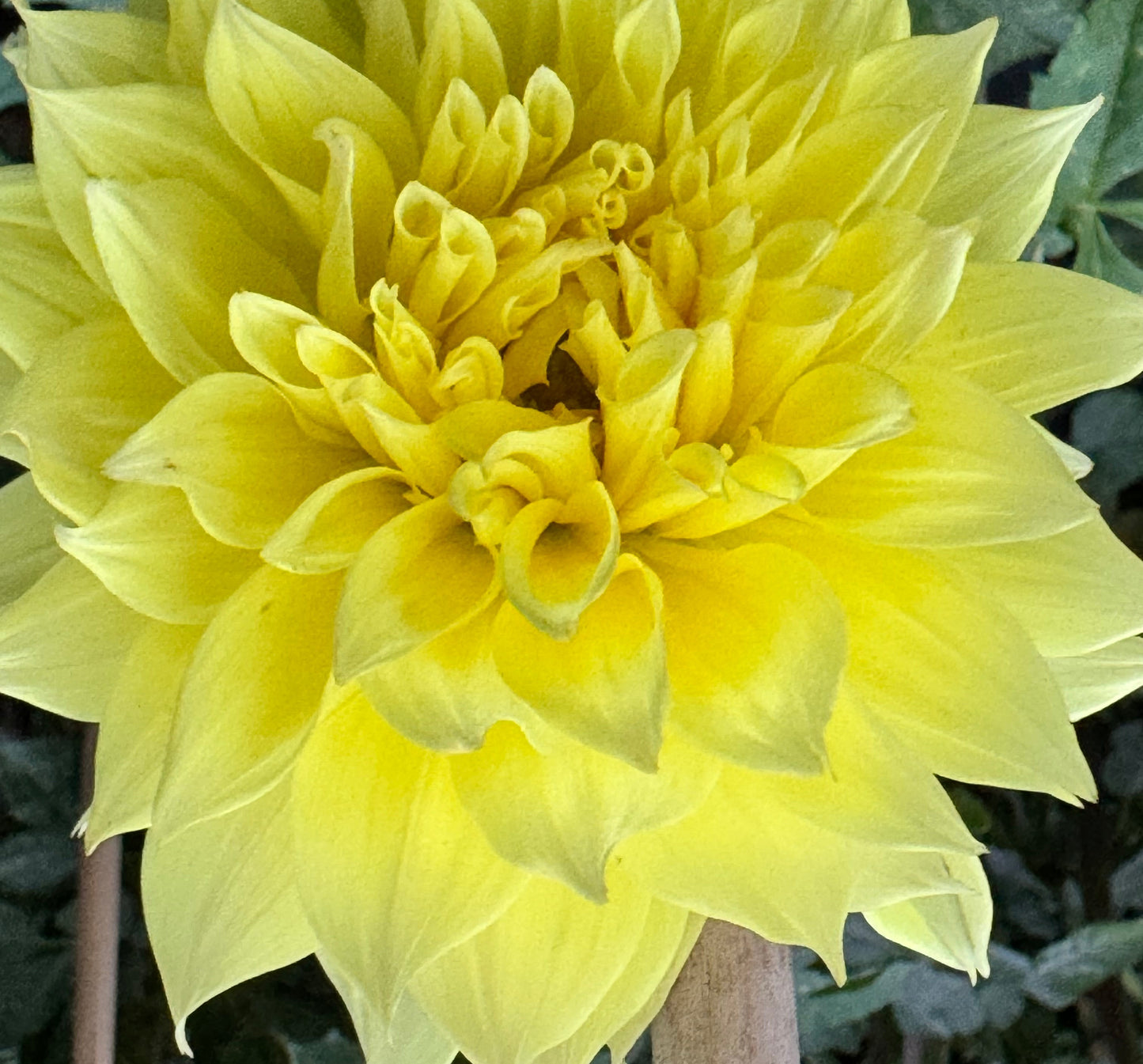 Wyn”s Neon Dream Dahlia