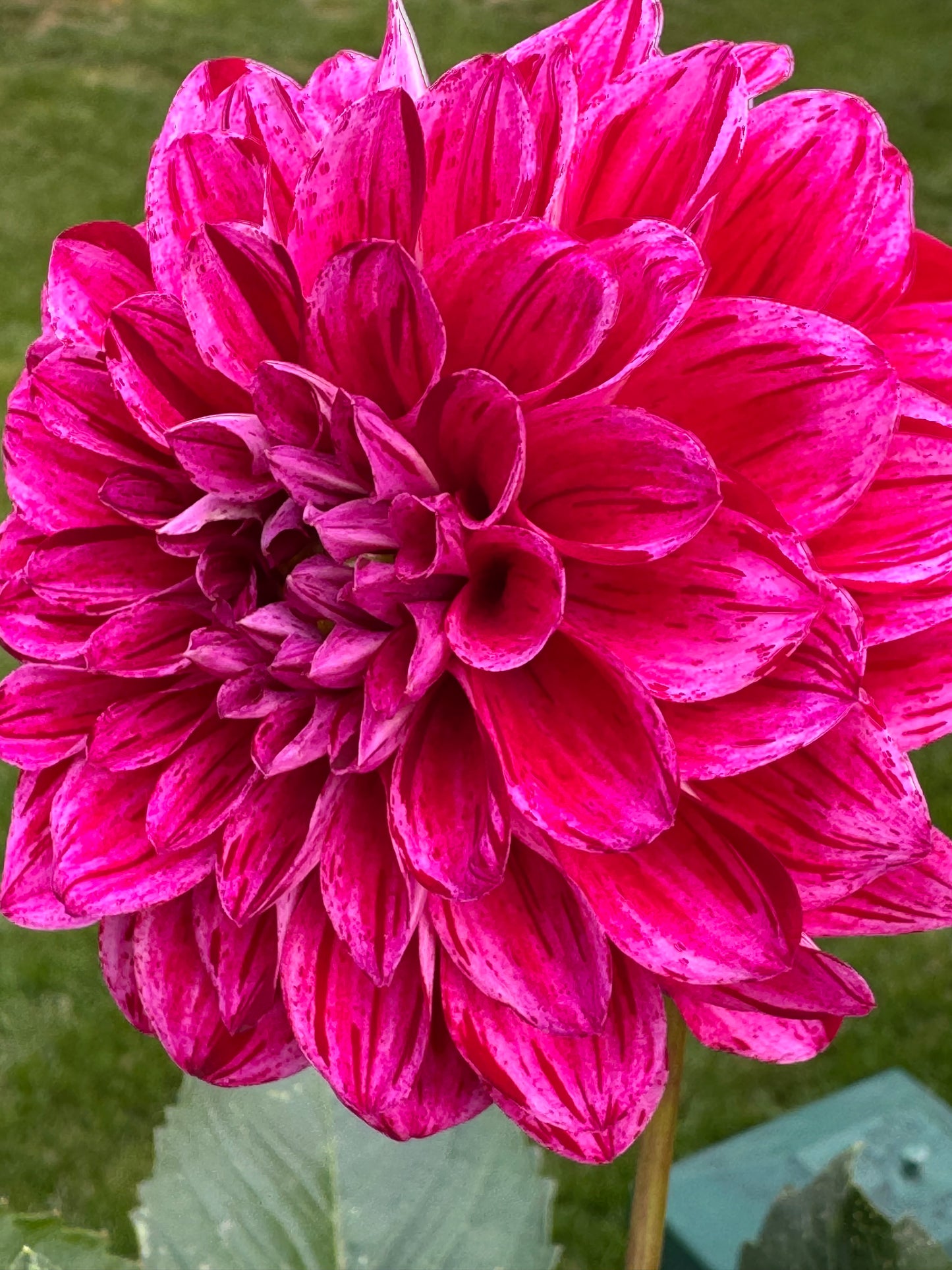 Elks Twitterpation Dahlia