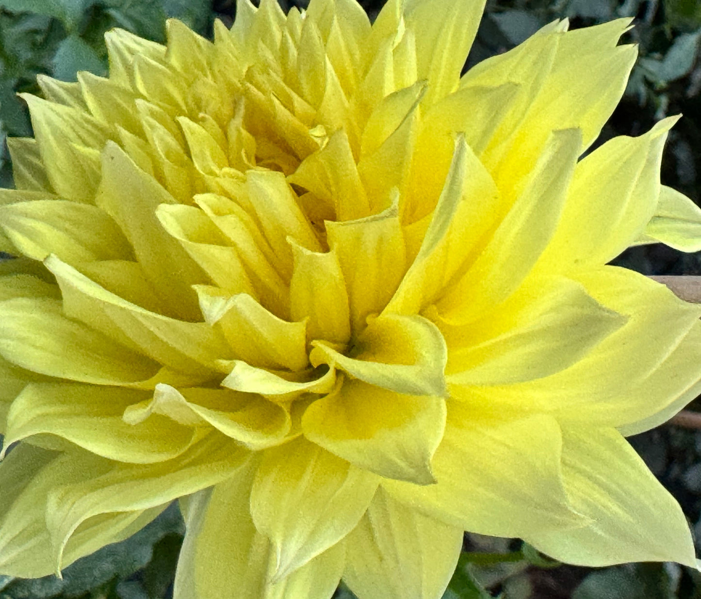 Wyn”s Neon Dream Dahlia