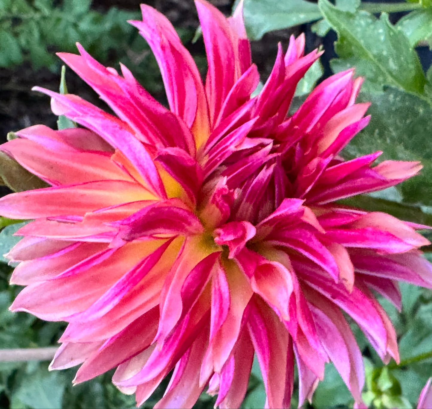Vista Minnie Dahlia