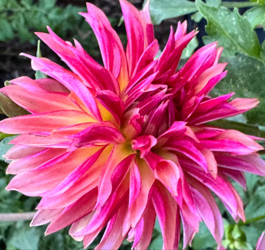 Vista Minnie Dahlia