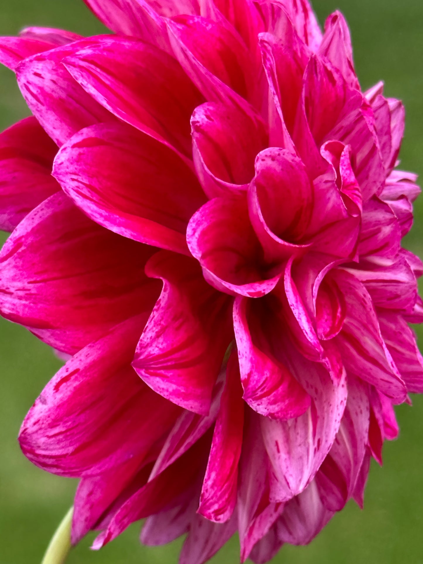 Elks Twitterpation Dahlia