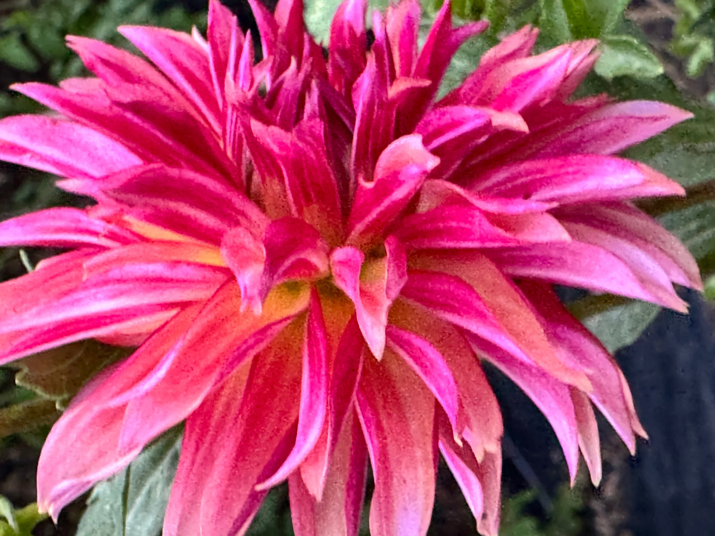 Vista Minnie Dahlia