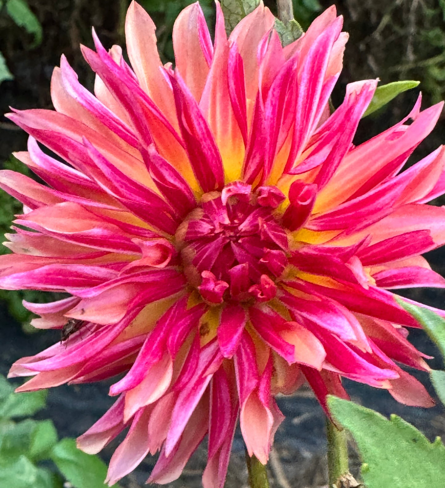 Vista Minnie Dahlia